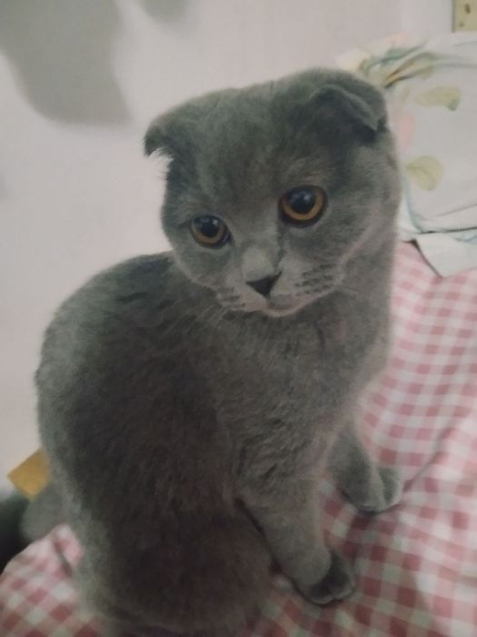 Британский вислоухие