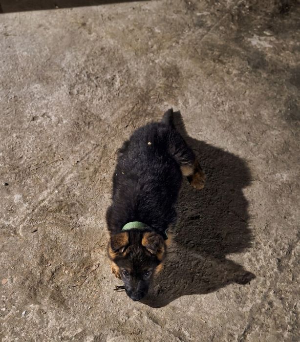 Овчарка немецкий еркек