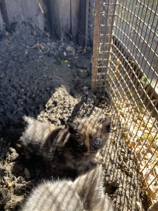 Отдаю котят бесплатно