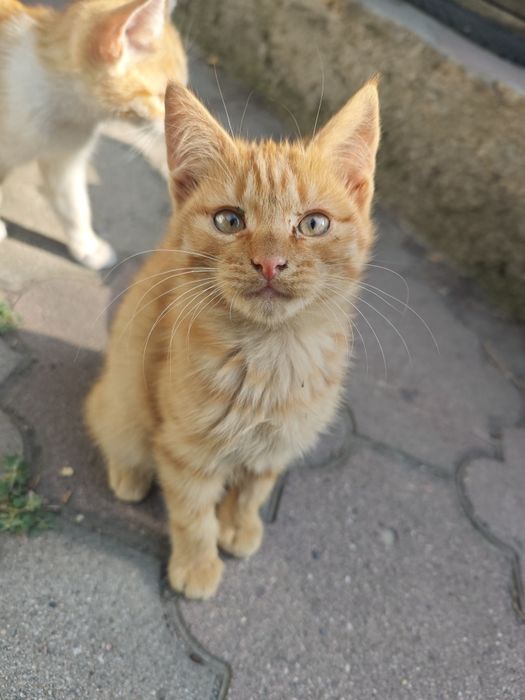 Отдам классных котят в добрые руки