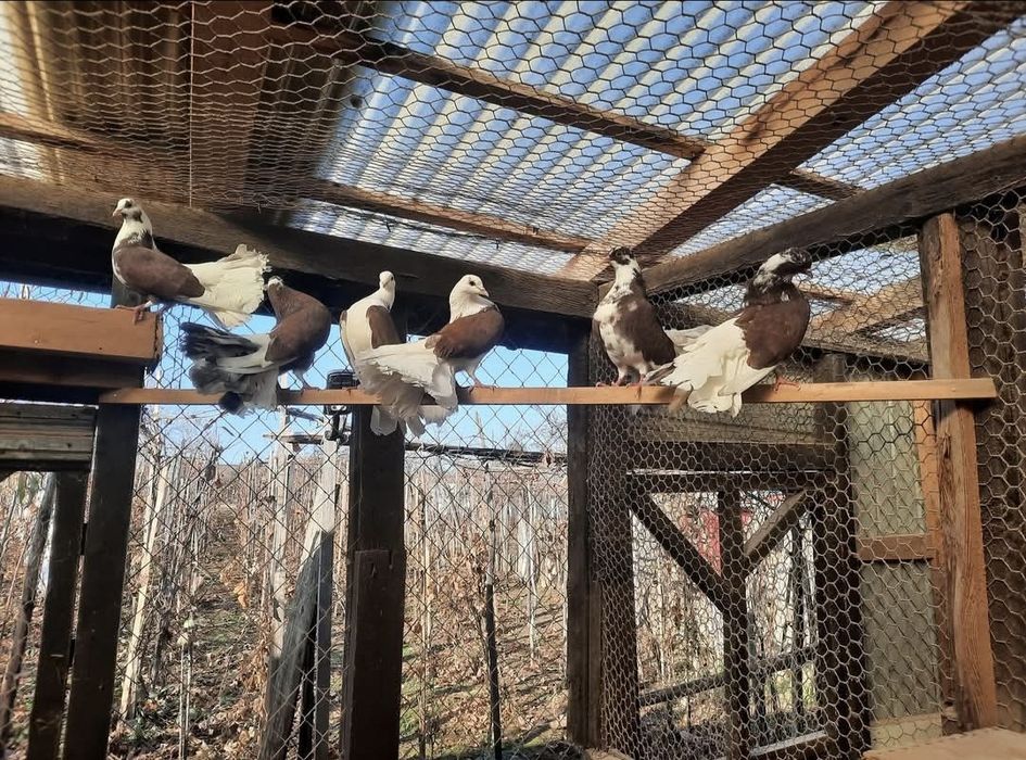 Porumbei de vânzare