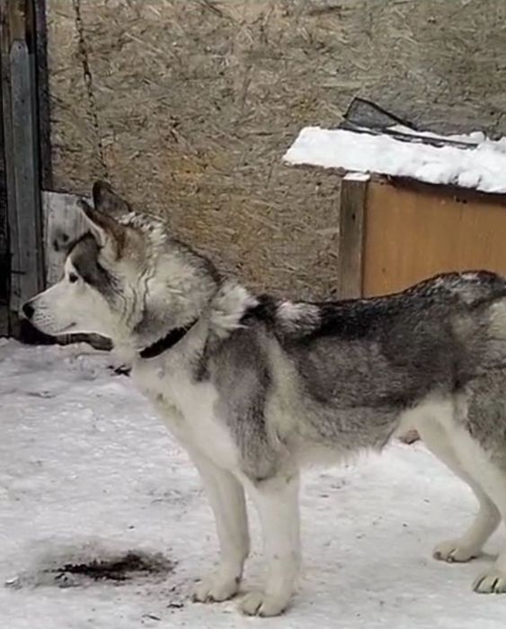 Отдам хаски 1 год