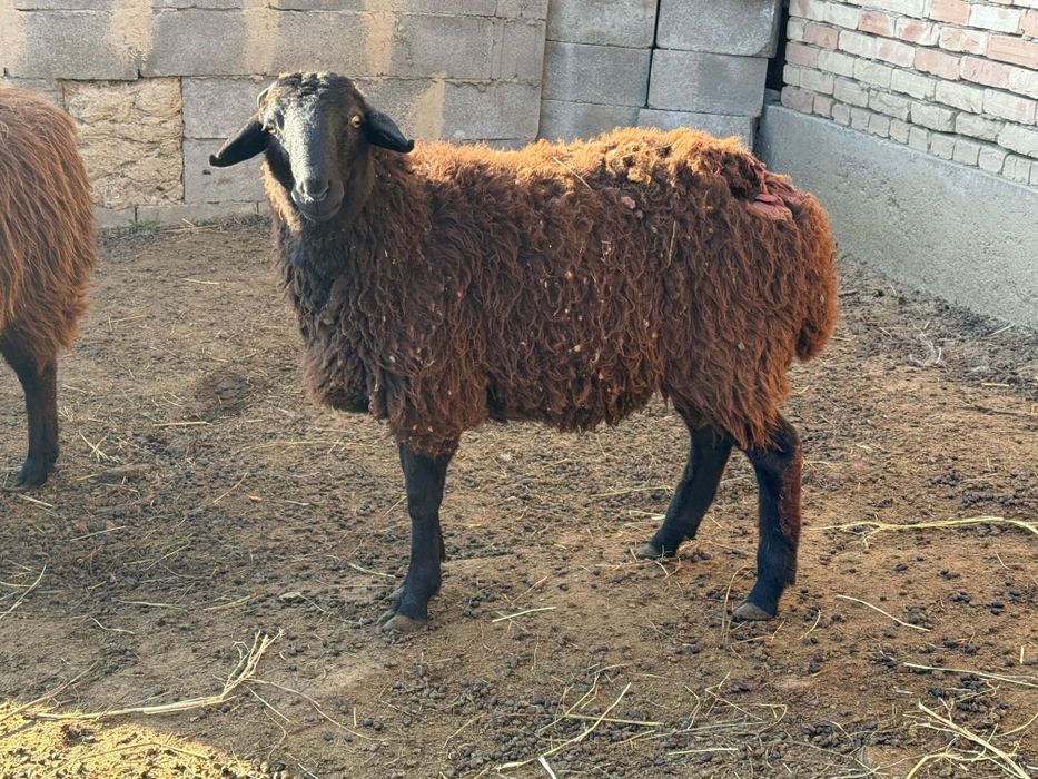 продам токты кошкар