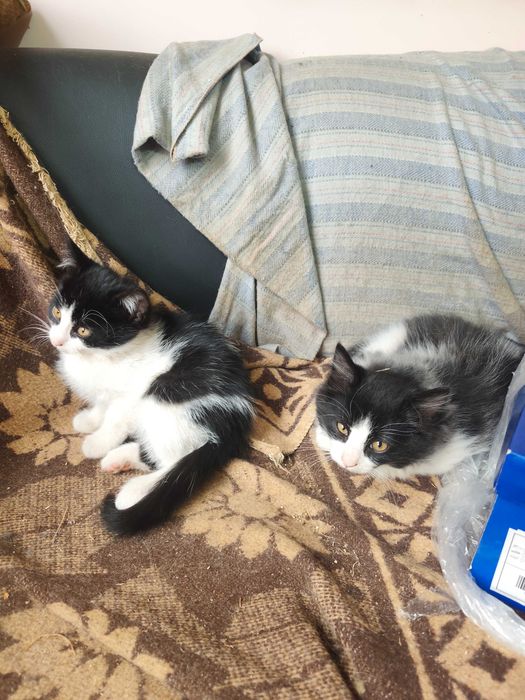 Подарявам малки котенца
