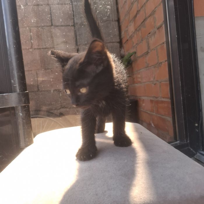 Котёнок чёрного цвета