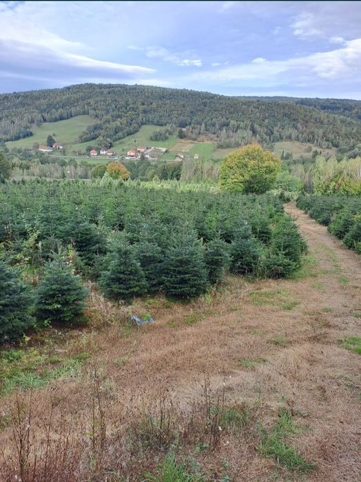 Brazi de Crăciun cu balot de pământ
