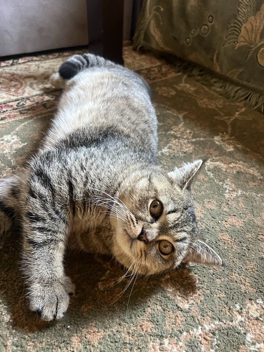 Британский кот табби, 11 месяцев, мальчик