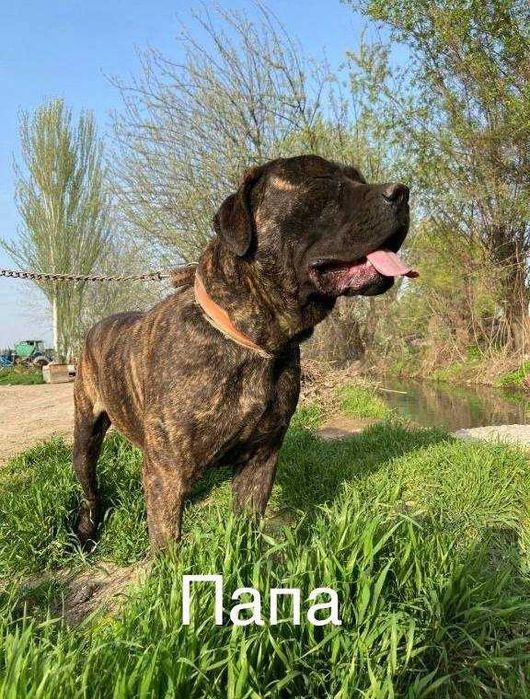 Продажа щенков итальянской породы Кане-корсо