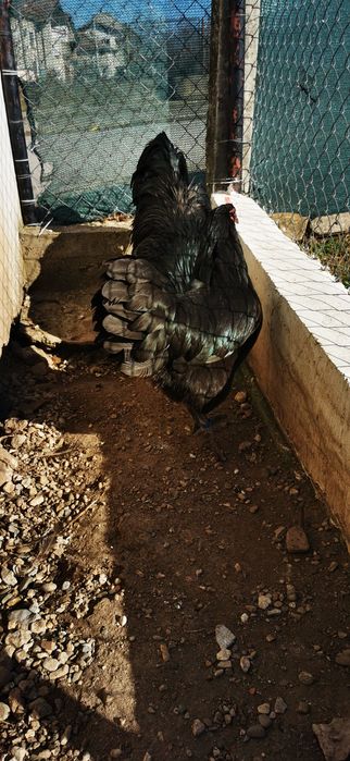 Разплодни яйца от черен австралорп .