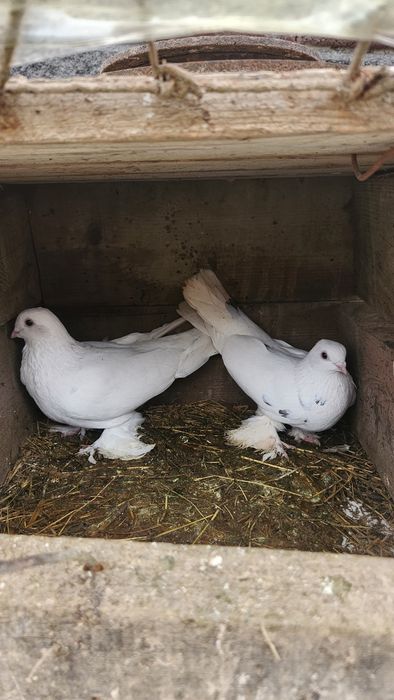 Срочно келисемз доставка бар