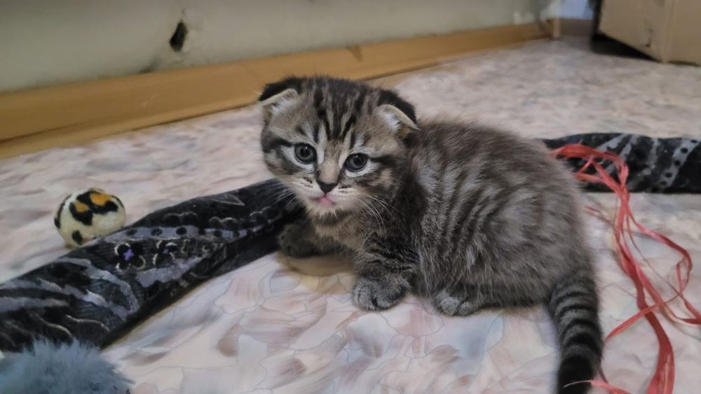 Продам двух котят