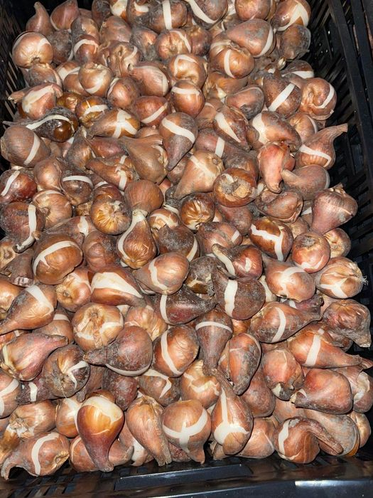 лукавицы тюльпана