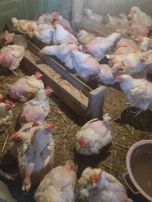 Продам курей на мясо