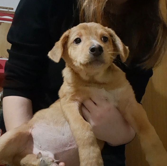 Отдам щенка в хорошие руки