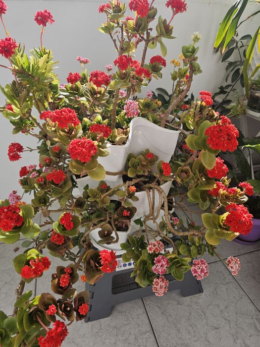 Flori Kalanchoe 6 nuante in ghiveci etajat