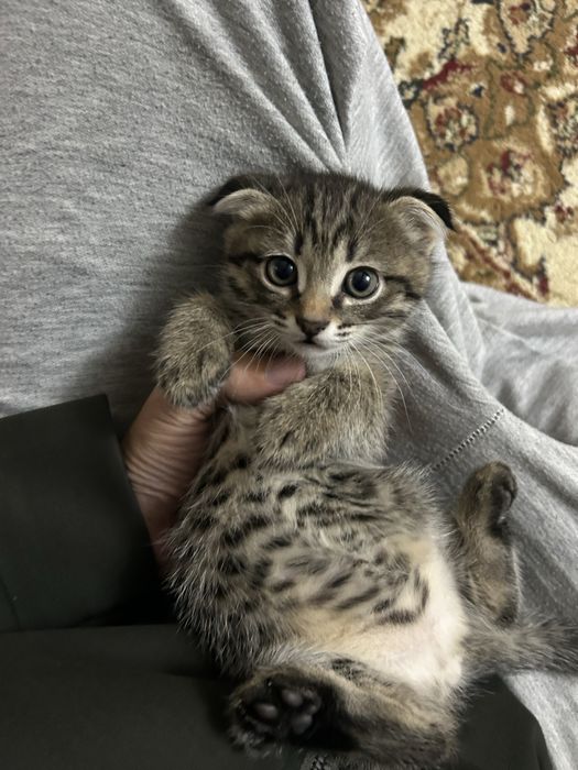 Котята полушотландки