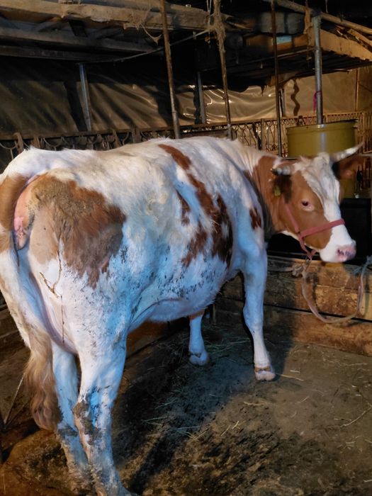 Симентал сиыр буаз