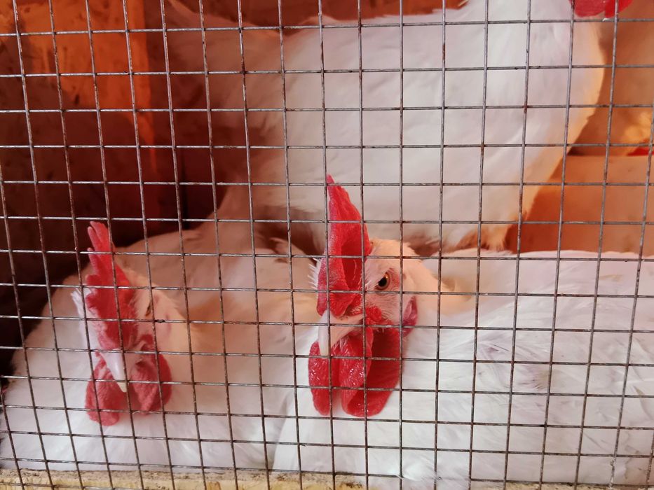 Бресс Гальская порода