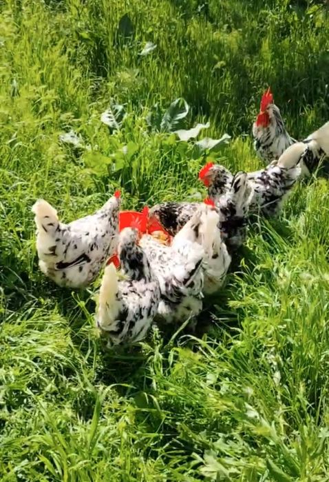 Куры несушки Легорн Далматин и легорн долматин