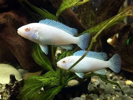 Цыхлидлар Tez va Arzon Sotiladi