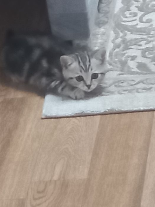Котёнок британец