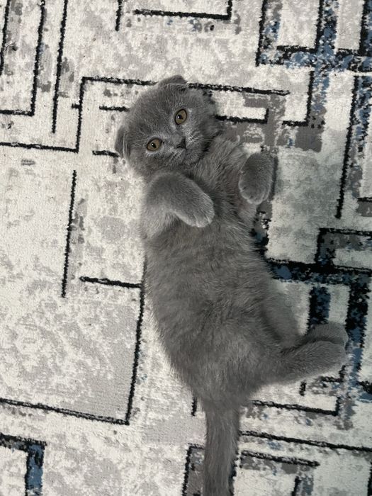 scottish fold sotiladi