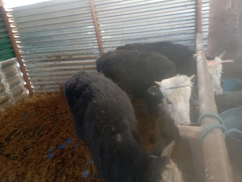 Продаются быки 11голов