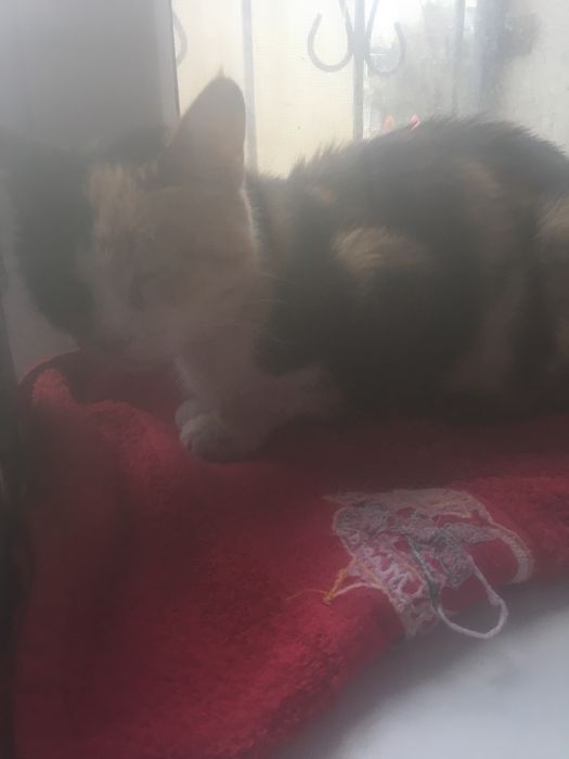 Кошка уличная девочка