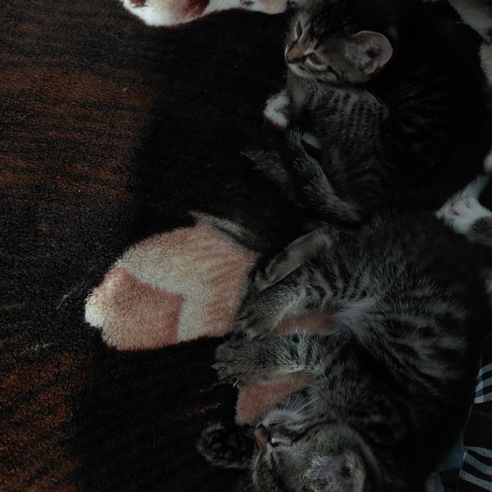 Продам котят 3 девочки