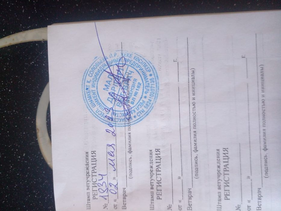 Продам собачку пароды шпиц мальчик.