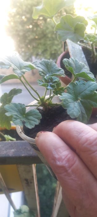 Продавам сортови пеларгонии