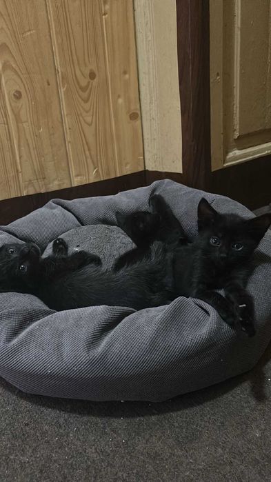 Pisoi spre adopție