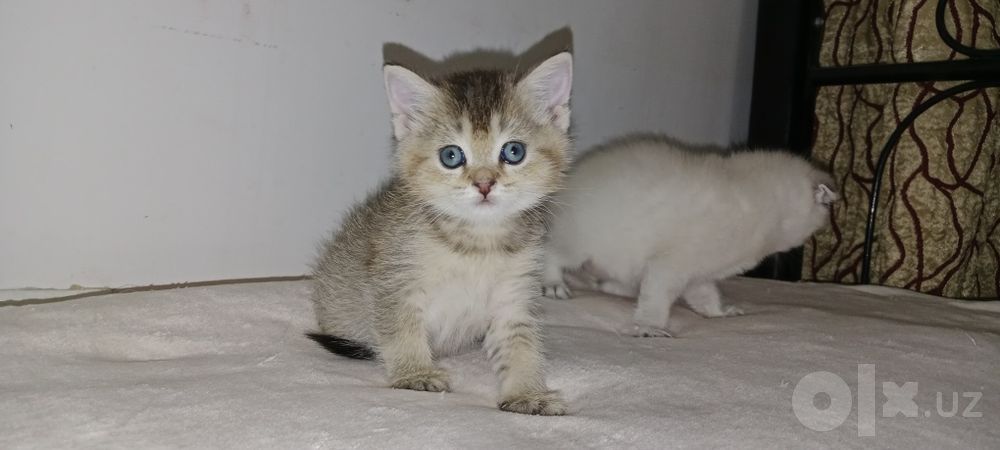Девочка Скоттиш Страйт золотая тикированная Шиншила