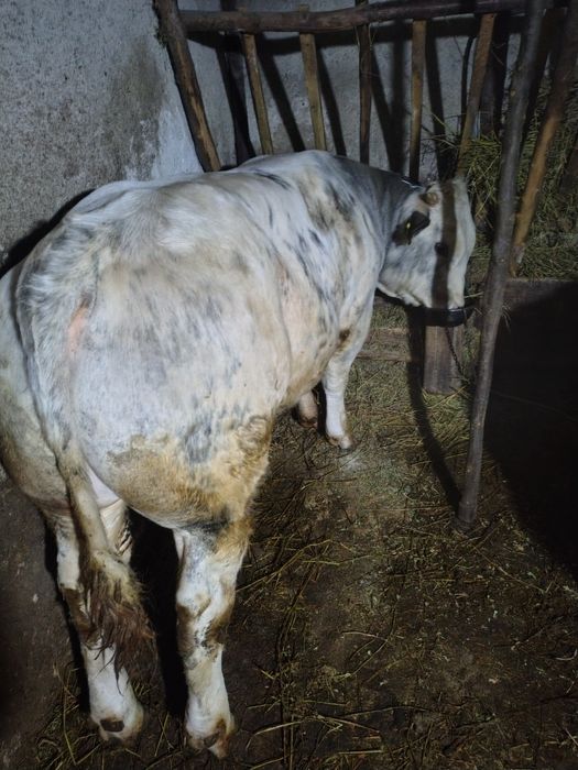 Taur de vânzare belgian
