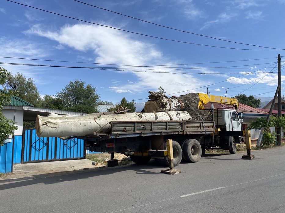 Спил дерева , Агаш  кесемыз профи