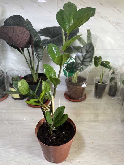 Комнатные растения