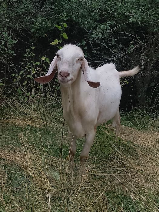 Vând țap anglonubian