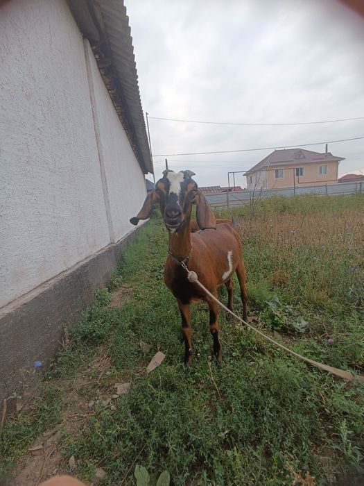 Ешкы сатылады срочно