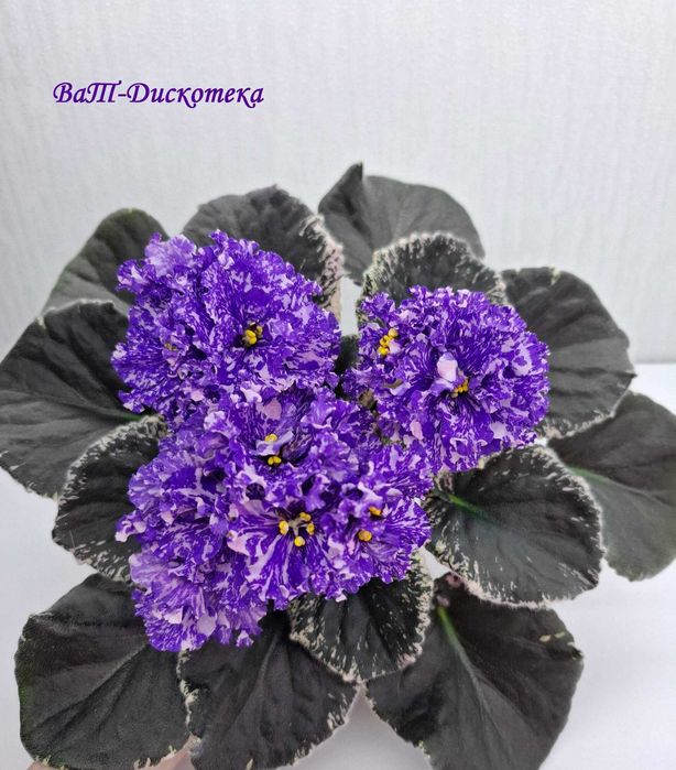 Продам листья сортовых фиалок