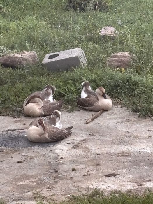 Продам гусей серых