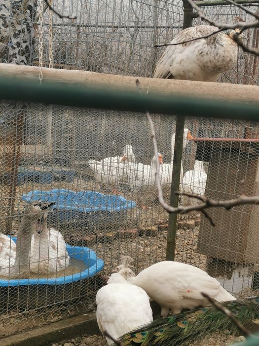 Pereche păuni arlechini 2025