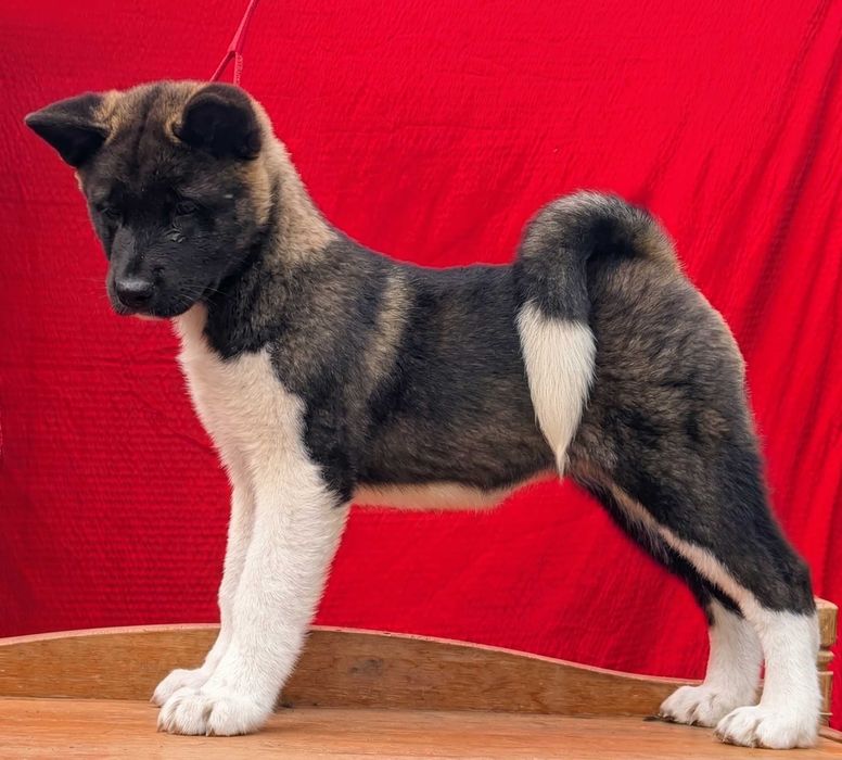 Akita American - Femelă  cu pedigree de tip A