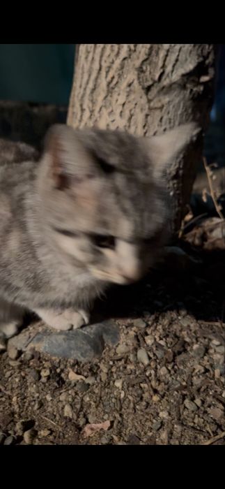 Котик шиншила вроде