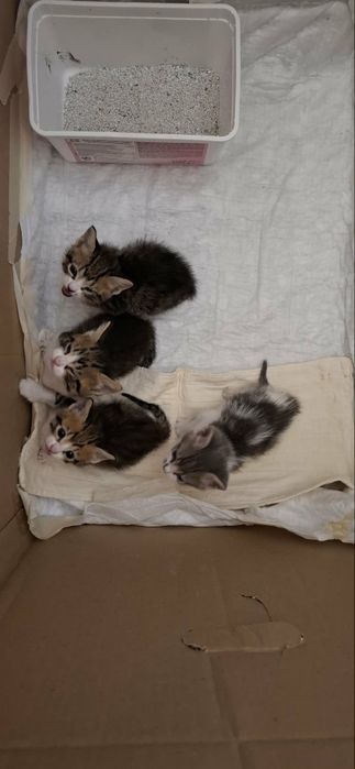 Подарявам котенца