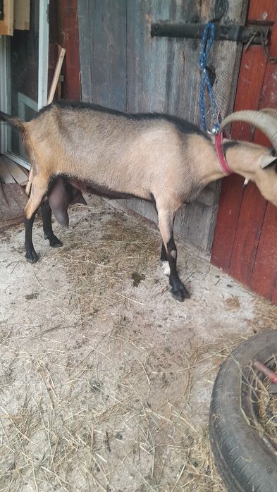De vânzare capre de rasa ptr detalii 0748909980