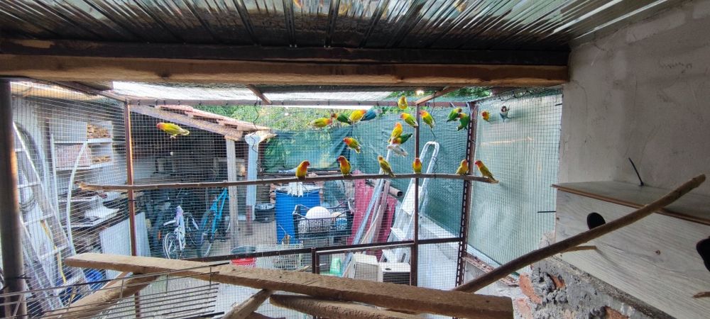 Agaporis Fisher de vânzare/schimb  papagal