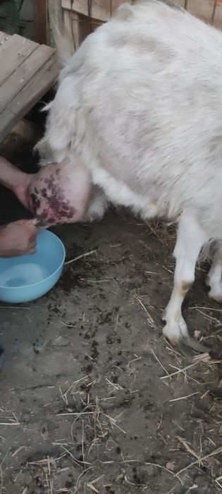 Zotdor zanin takalar sotiladi