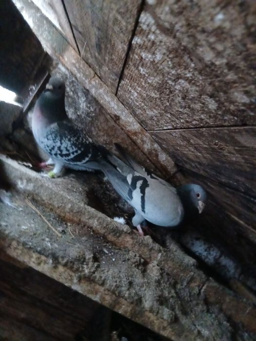 Vând porumbei renunț la rasele astea