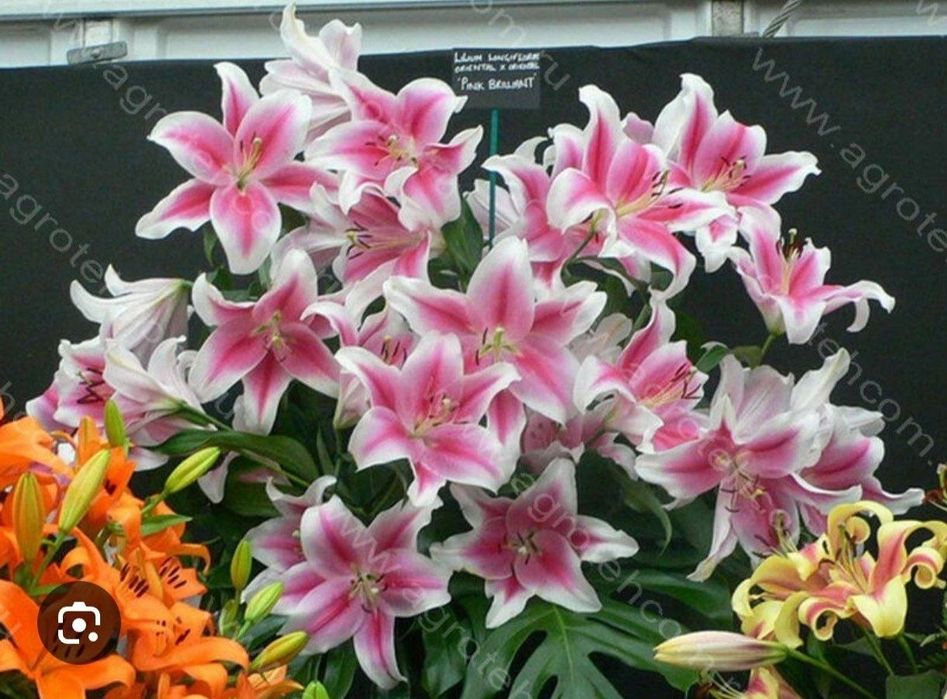 Махровые лилии Roselily