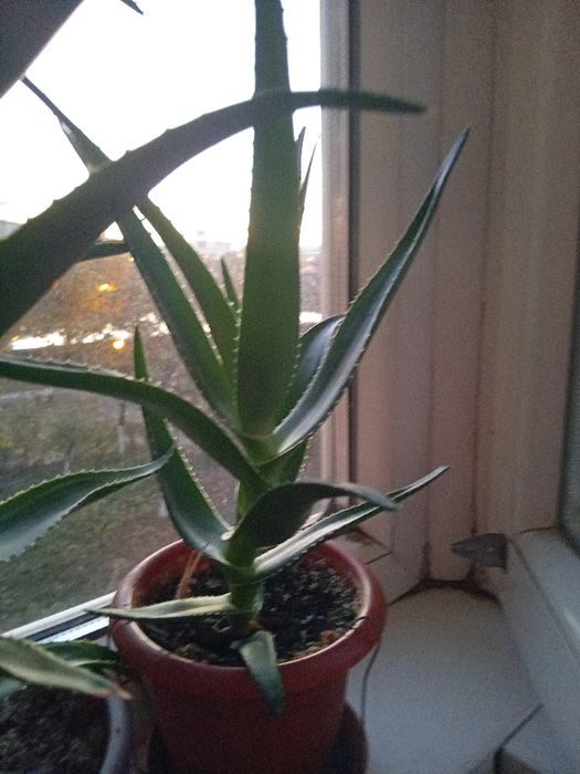 Alloe Vera, plantă 4 ani.